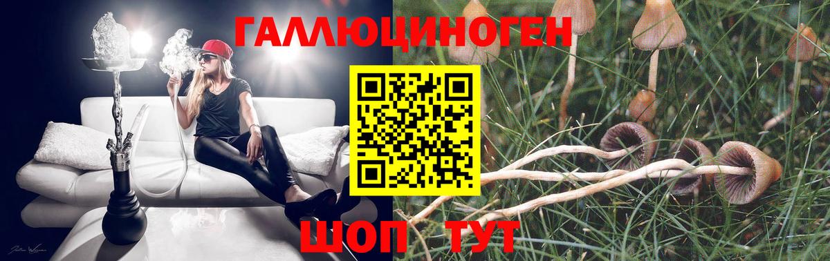 где найти   Галлюциногенные грибы мицелий  Юрга  Вход с VPN  Псилоцибиновые грибы Psilocybe 